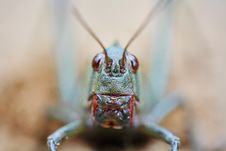 Grasshopper Stock Image