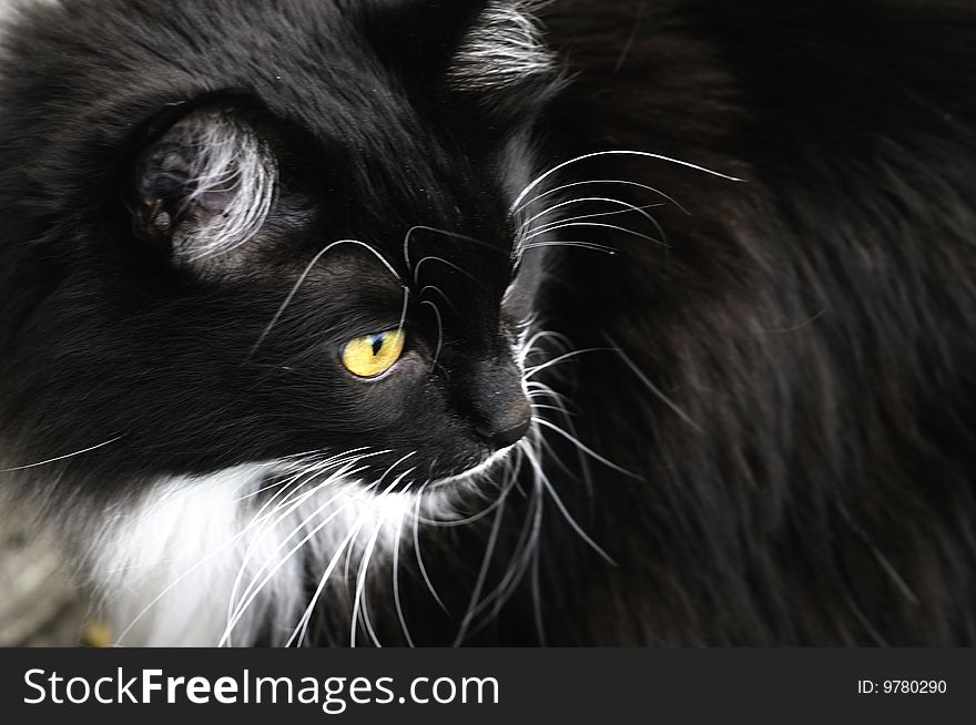 Black and white siberian male cat hunting int the fresh green grass. Black and white siberian male cat hunting int the fresh green grass