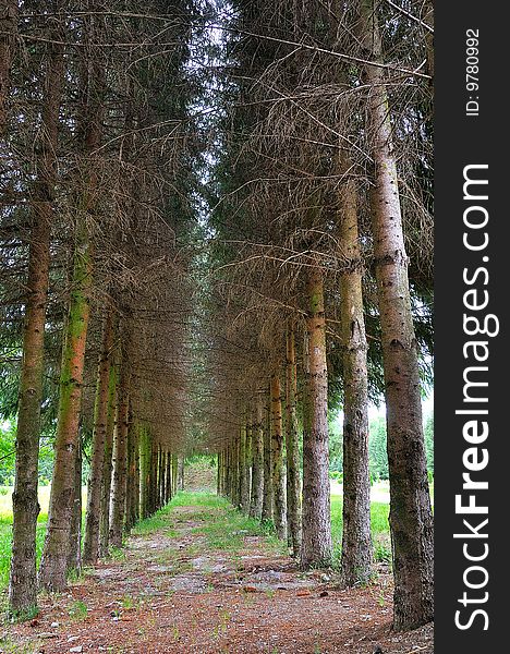 Forest walking path leading into sunshine