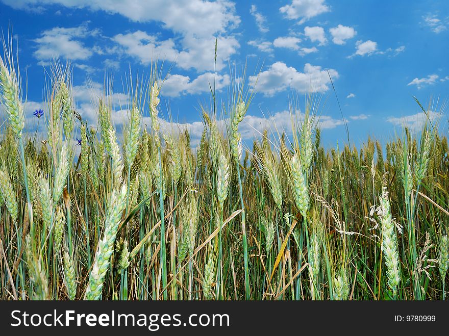 Cereal field with blue sky background. Cereal field with blue sky background