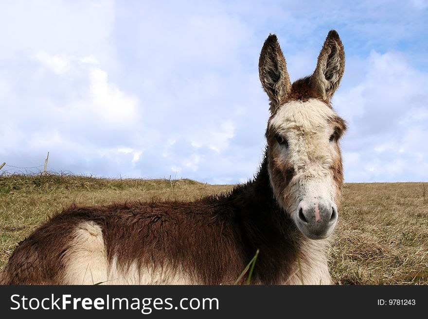 A donkey resting in a field on the west coast of ireland. A donkey resting in a field on the west coast of ireland