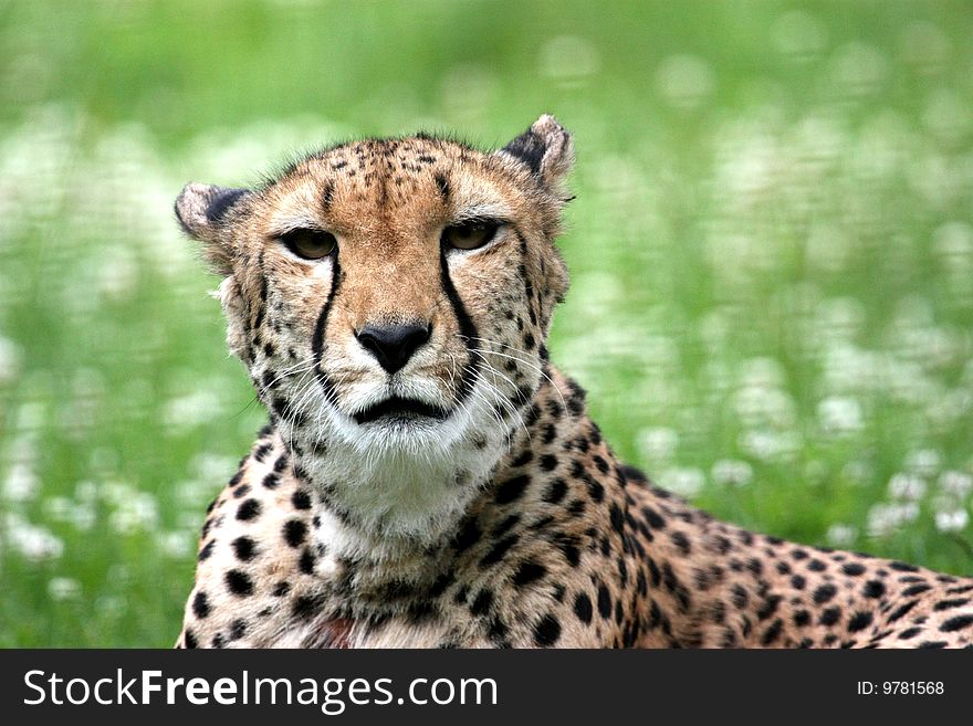 Detail of cheetah (Acinonyx jubatus) lying in the grass