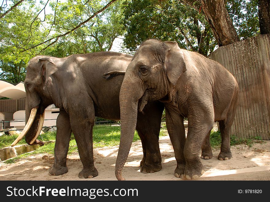 Several African elephants in zoo captivity. Several African elephants in zoo captivity