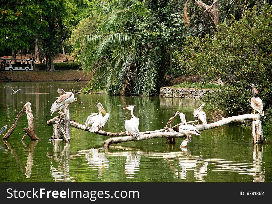 A flock of storks resting on a tree branch in a zoo