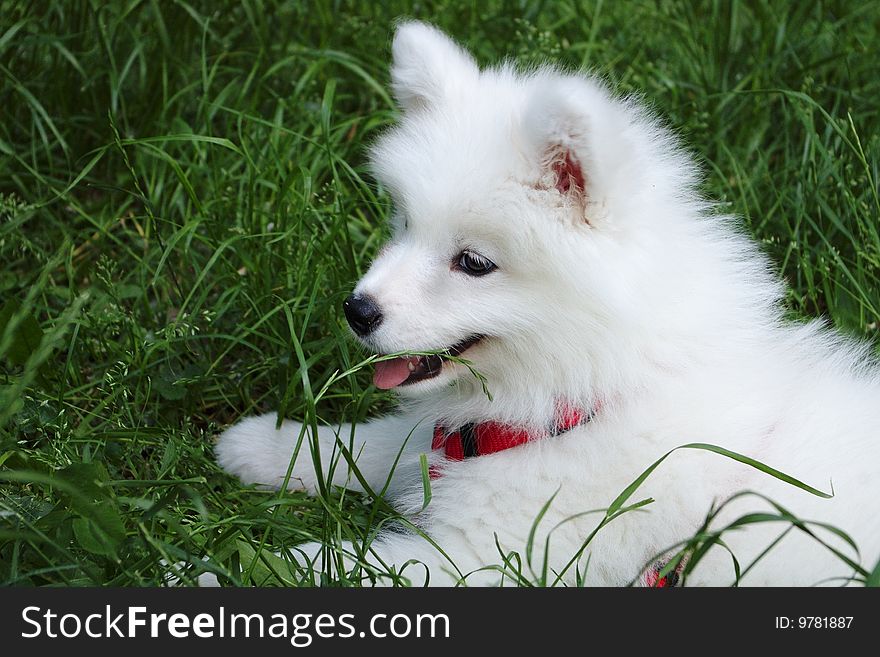 Young Samoyed dog in the grass
