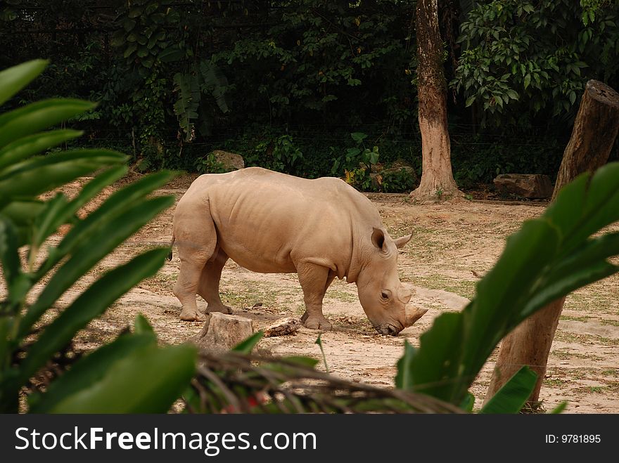 A single rhino in an open zoo area. A single rhino in an open zoo area