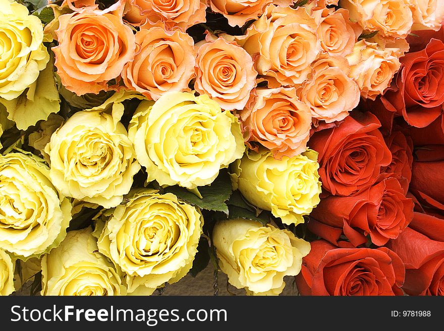 The buds of red, yellow and orange roses photographed close up. The buds of red, yellow and orange roses photographed close up