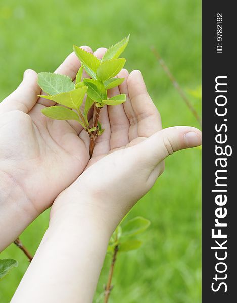 Girls hands protecting the fresh plant. Girls hands protecting the fresh plant