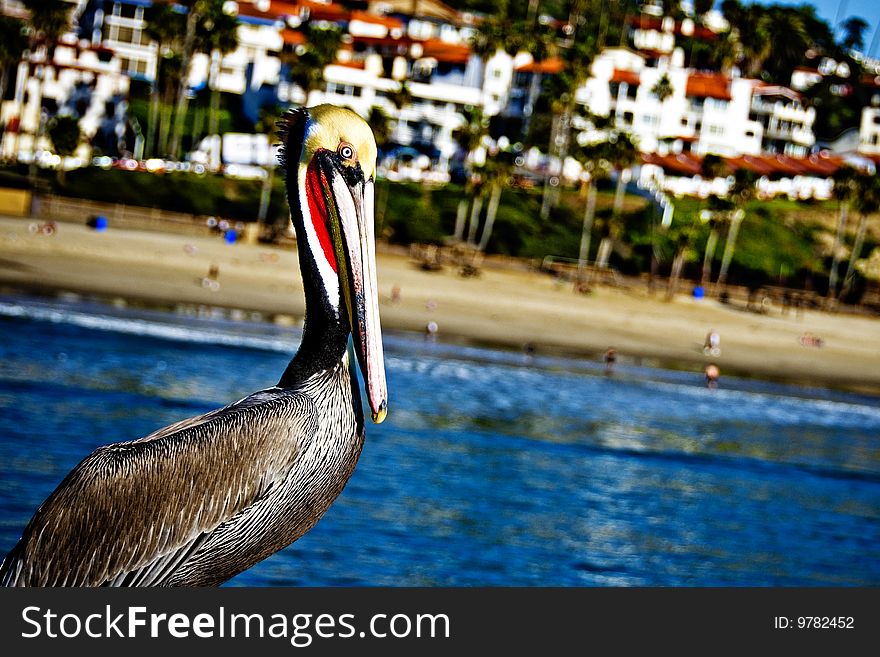 A pelican rests on the pier at San Clemente Pier, in California. A pelican rests on the pier at San Clemente Pier, in California.