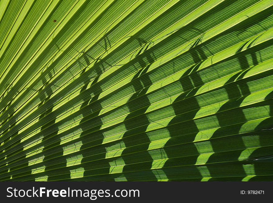 Radiant pattern of green palm leaf