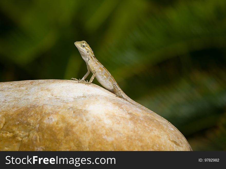 Lizard Merged With Stone.