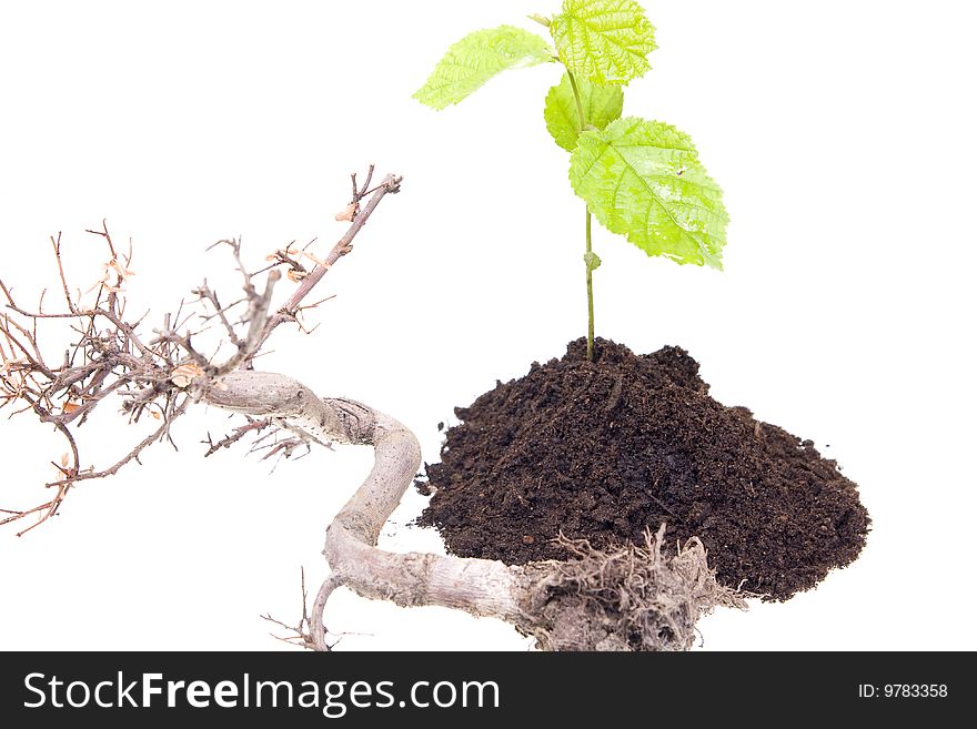 Young tree growing from the ground next to old one. Young tree growing from the ground next to old one