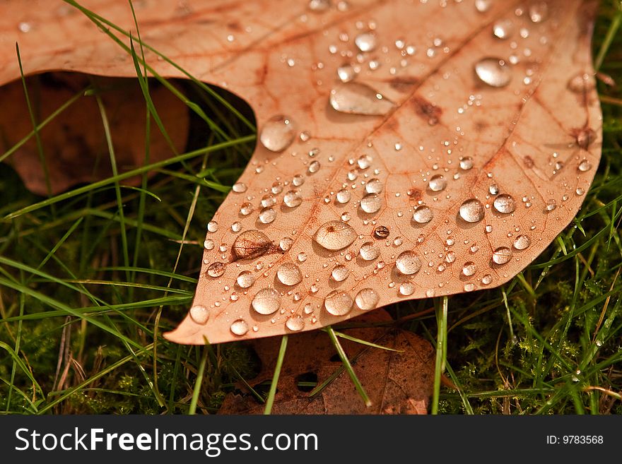 Leaf Close-up With Water Droplets.