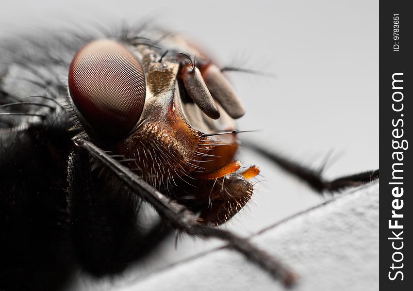 Extreme zoom on a fly head. Extreme zoom on a fly head