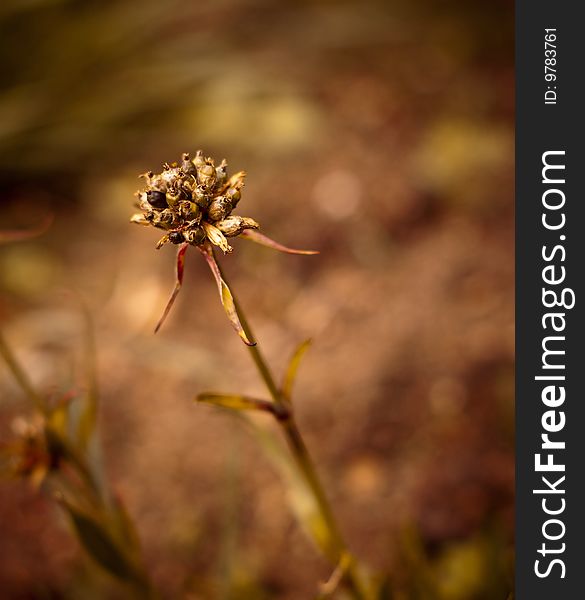 Dried lychnis with shallow dof