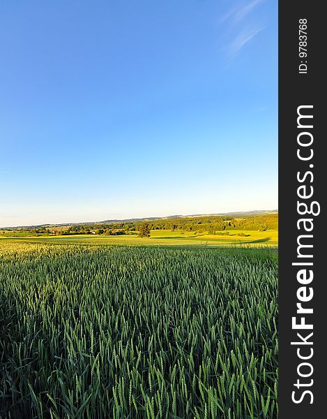 A barley field in late spring, Baden-Wuerttemberg, Germany
