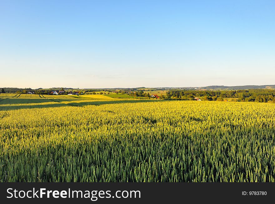 A barley field in late spring, Baden-Wuerttemberg, Germany