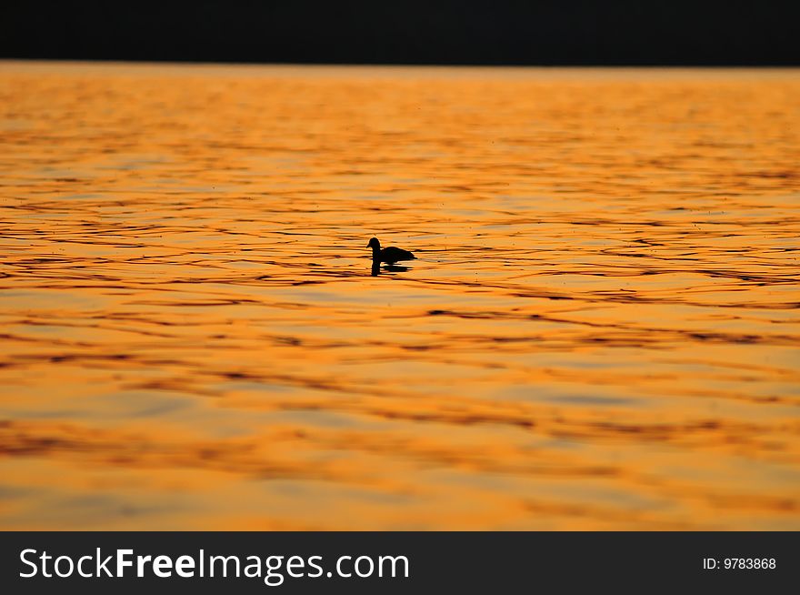 A Duck on Lake Constance in late evening