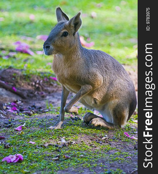 Large rodent lives in Central and Southern Argentina. Large rodent lives in Central and Southern Argentina