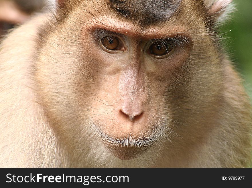 Portret of monkey from sepilok orangutan reservation, borneo, malaysia