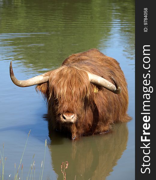 A scottish highlander in the water
