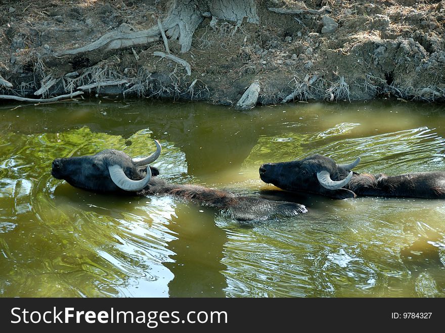 Two buffalos swimming in green river by riverbank. Two buffalos swimming in green river by riverbank