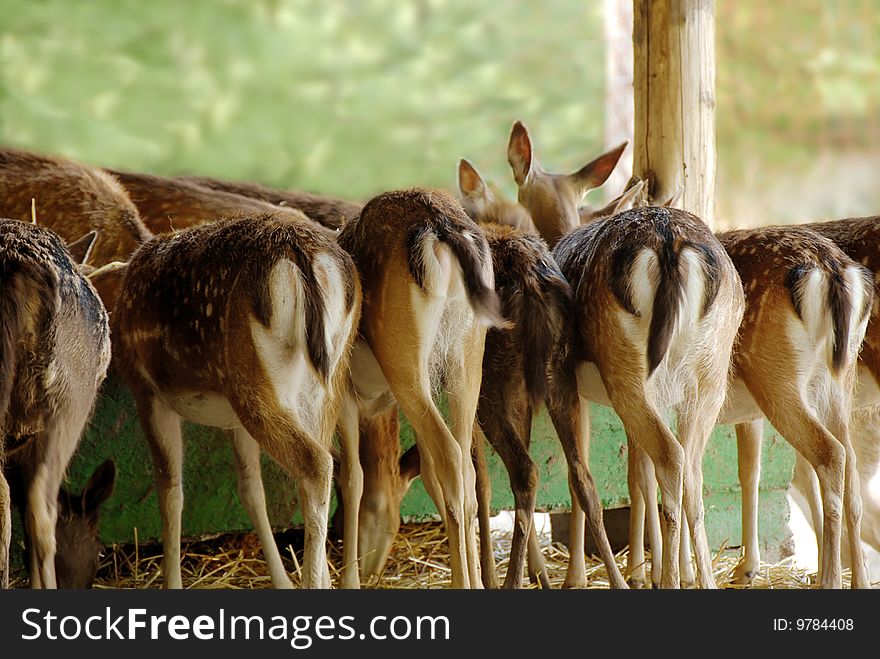 Fallow deer from back side having meal