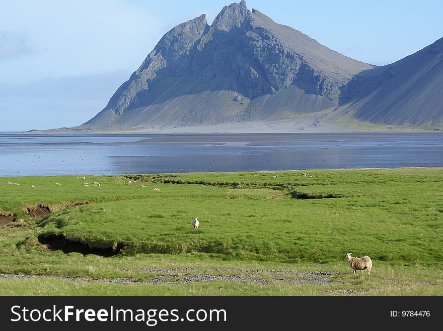 Sheep grazing at Lon lagoon, Iceland. Sheep grazing at Lon lagoon, Iceland.