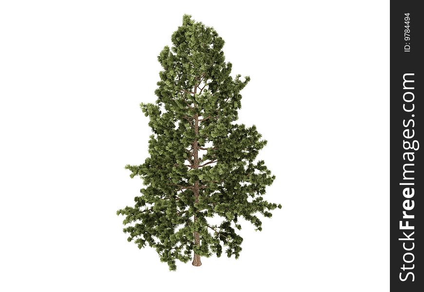 Rendered 3d isolated cork pine (Pinus strobus). Rendered 3d isolated cork pine (Pinus strobus)
