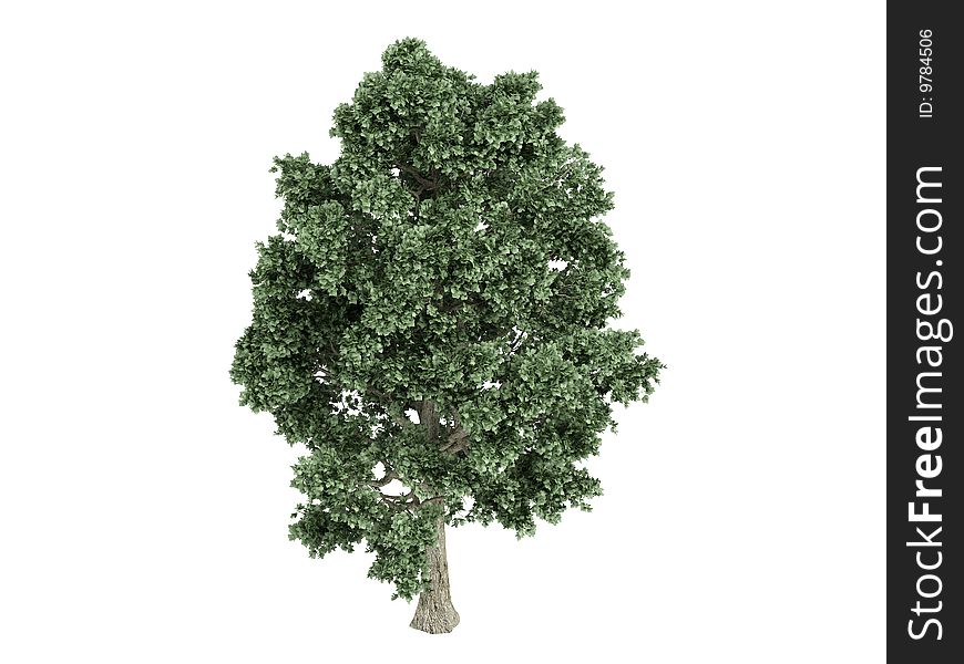 Rendered 3d isolated maple (Acer). Rendered 3d isolated maple (Acer)