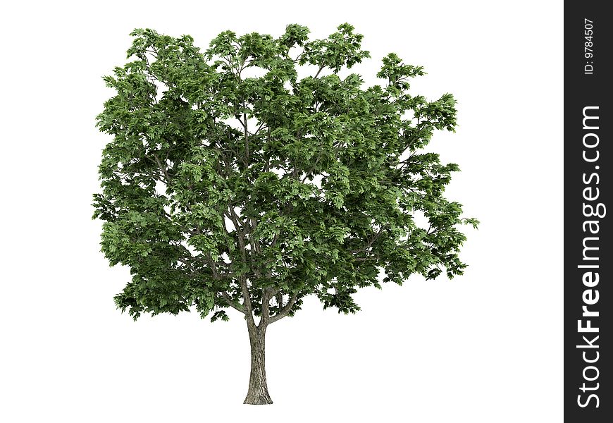 Rendered 3d isolated maple (Acer platanoides). Rendered 3d isolated maple (Acer platanoides)