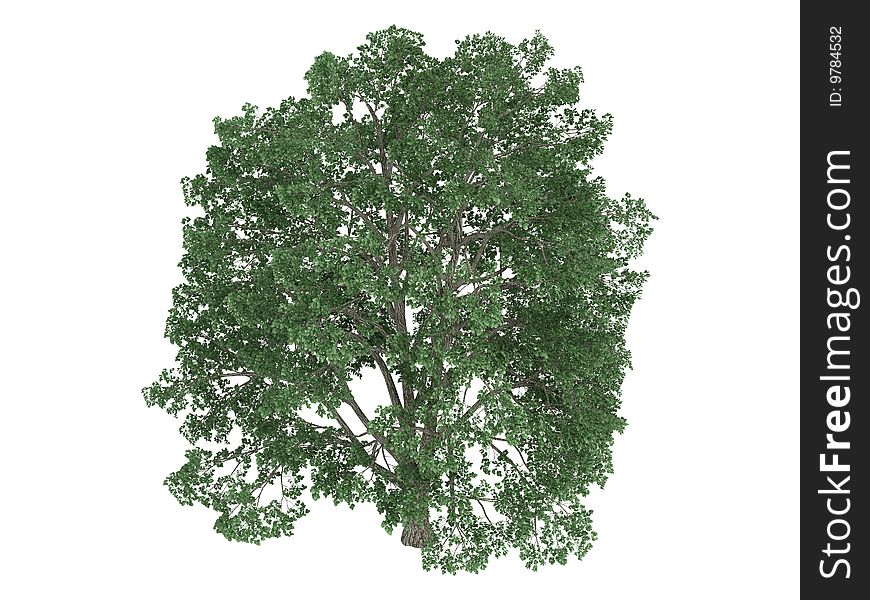Rendered 3d isolated linden (Tilia). Rendered 3d isolated linden (Tilia)