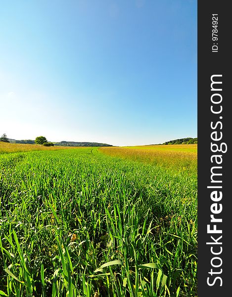 A meadow in late spring, Baden-Wuerttemberg, Germany. A meadow in late spring, Baden-Wuerttemberg, Germany