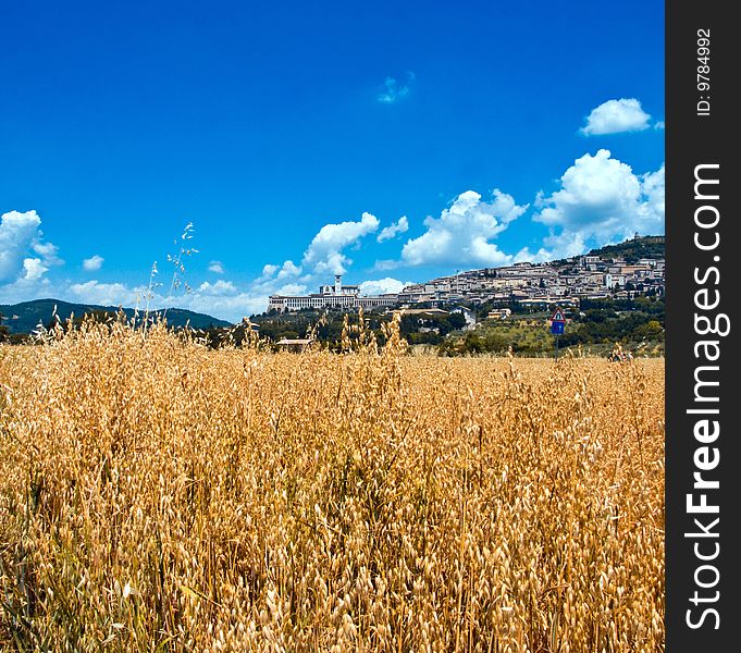 Assisi through the ears of corn