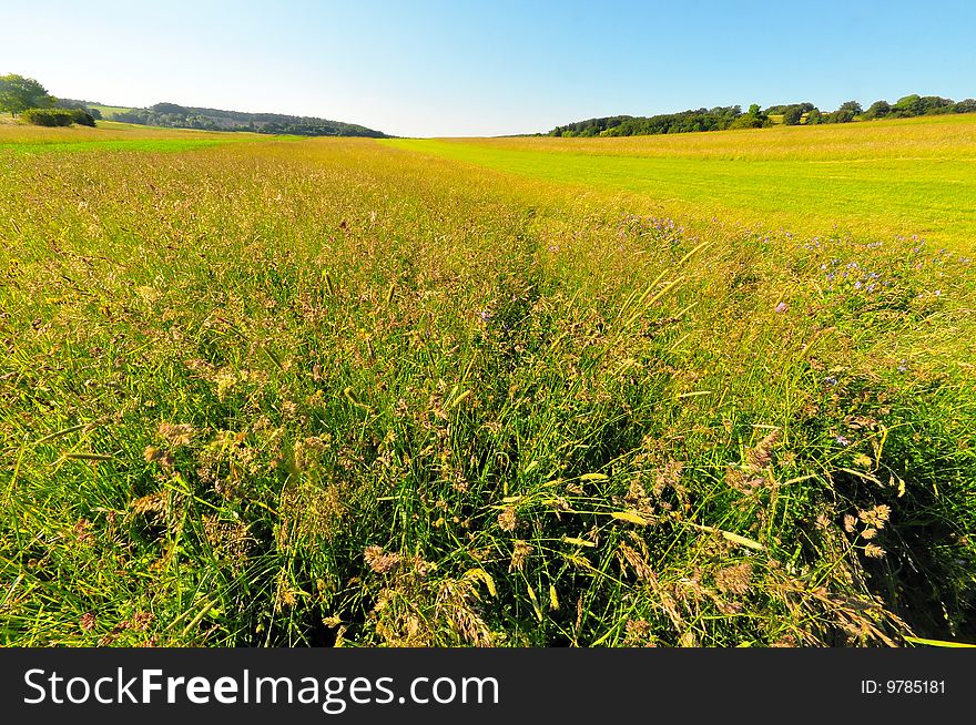 A meadow in late spring, Baden-Wuerttemberg, Germany. A meadow in late spring, Baden-Wuerttemberg, Germany