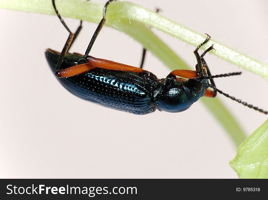 Rare ground beetle (Strongylium scheknlingi )