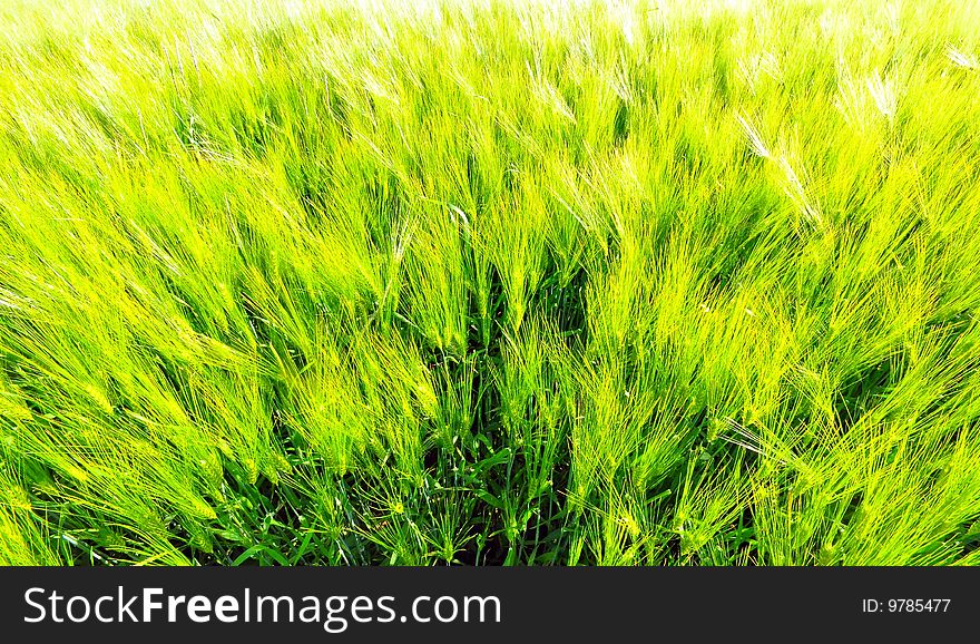 A wheat field in late spring, southwestern Germany
