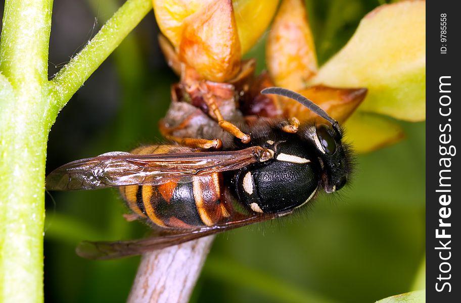 Wasp queen (Vespula rufa) on flower bud. Extreme close-up.