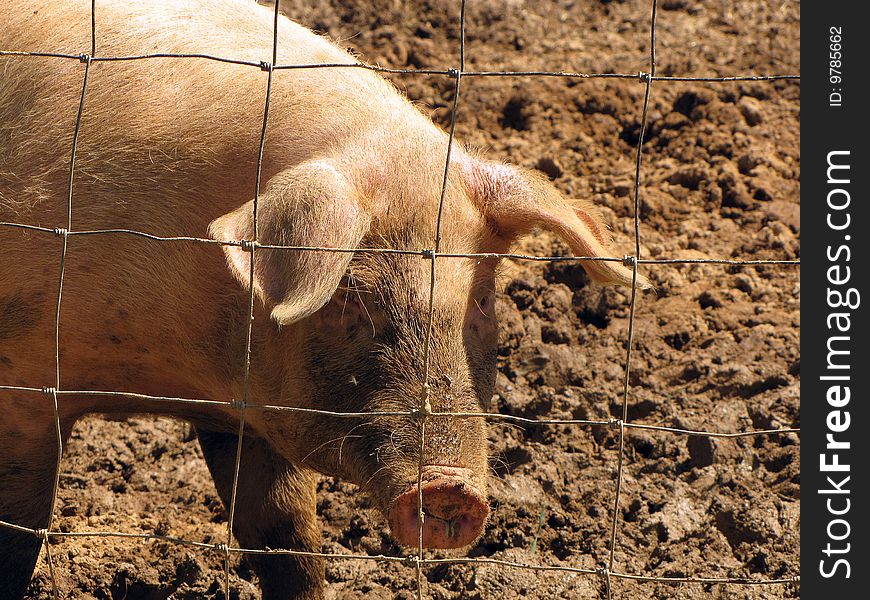 A dirty ol' pig from a farm we visited. A dirty ol' pig from a farm we visited