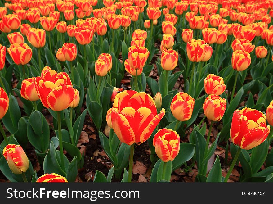 Many red and yellow tulips in a graden