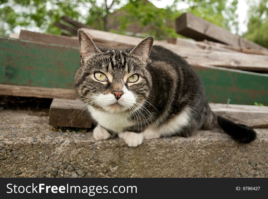 A Nice Cat Starring At The Camera