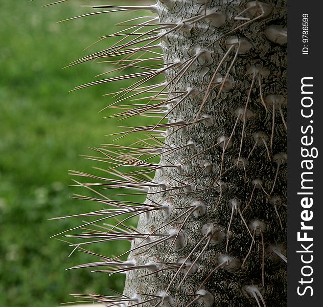 Very beautiful cactus with long thorns