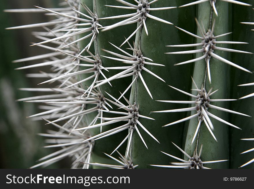 Very beautiful cactus with long thorns