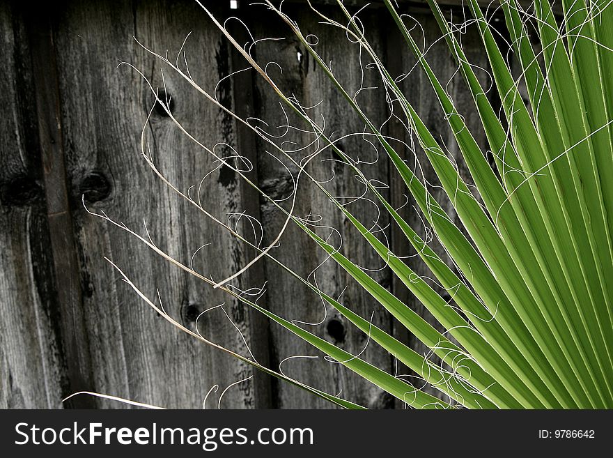 Very beautiful cactus with long thorns