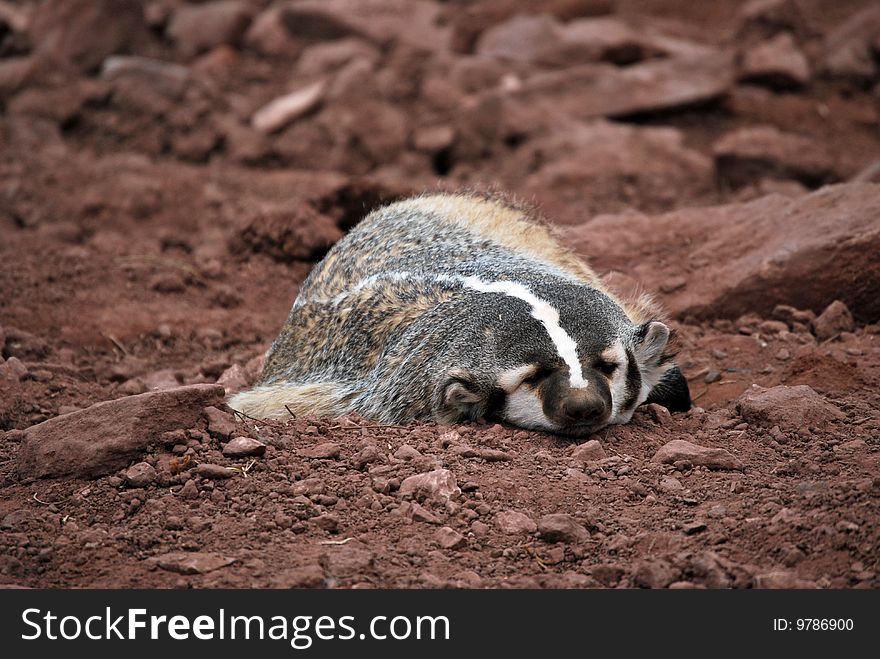 A single badger sleeping on the ground. A single badger sleeping on the ground