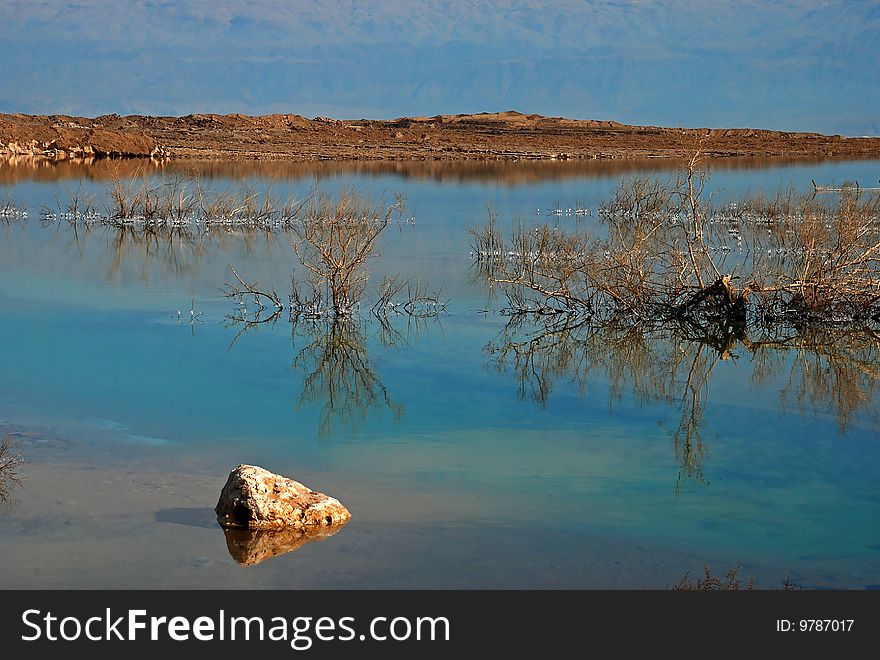Dead Sea Israel water plants. Dead Sea Israel water plants