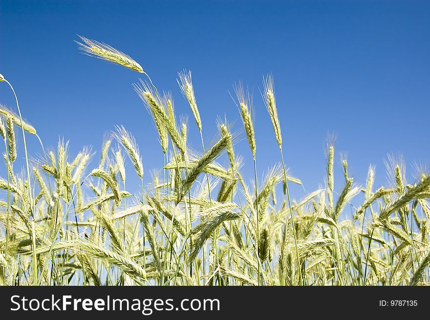 Barley in the field on blue sky. Barley in the field on blue sky