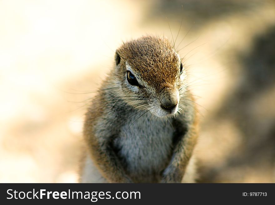 Portrait of a ground squirrel in Etosha National Park Namibia