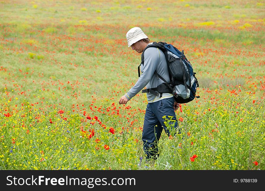 Happy hiker on a blooming poppy field. Happy hiker on a blooming poppy field