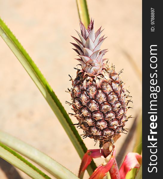 Pineapple ripening  on the plant. Pineapple ripening  on the plant